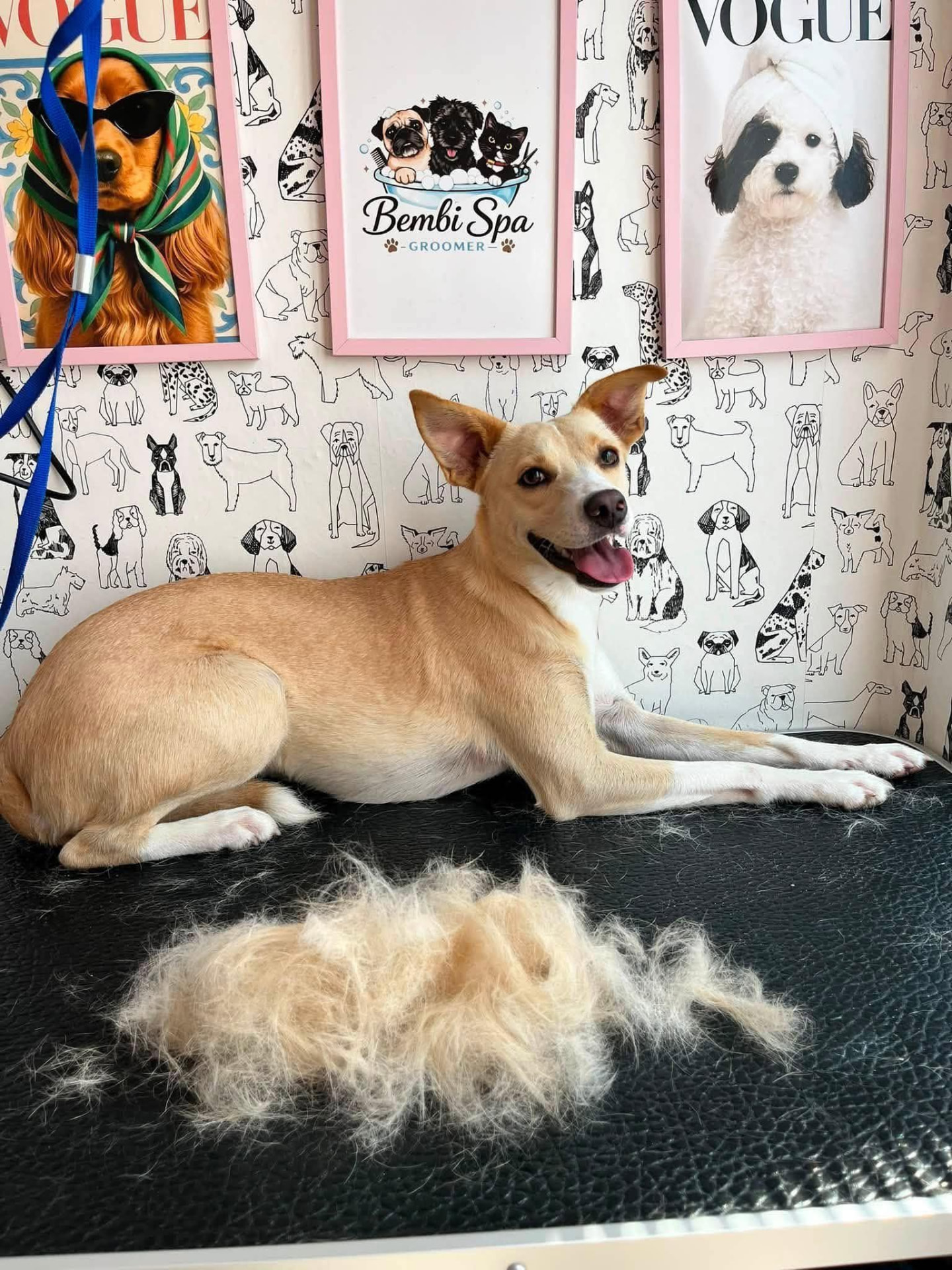 Bembi Spa Groomer atliktas darbas 2