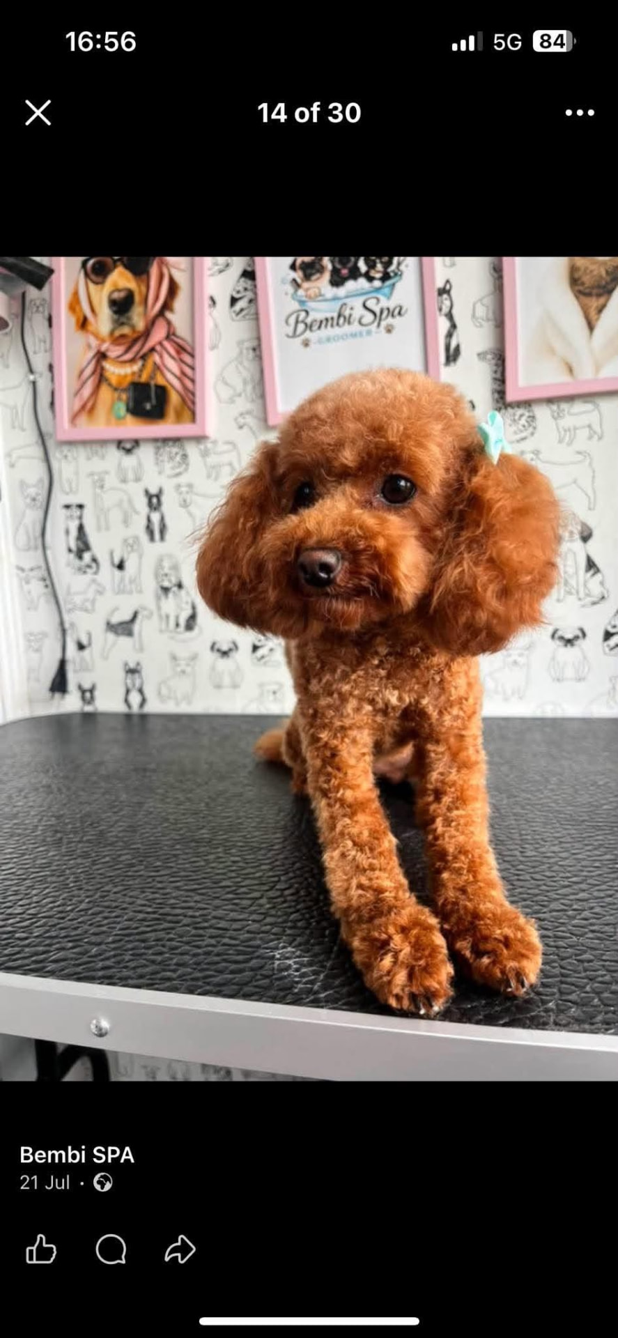 Bembi Spa Groomer atliktas darbas 7